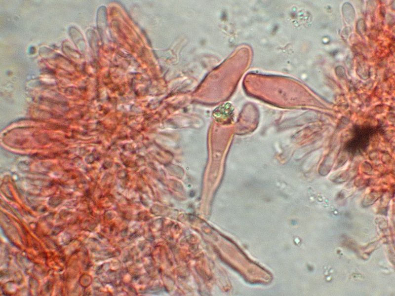 Panellus patellaris     (Fr.)      Konrad & Maubl
